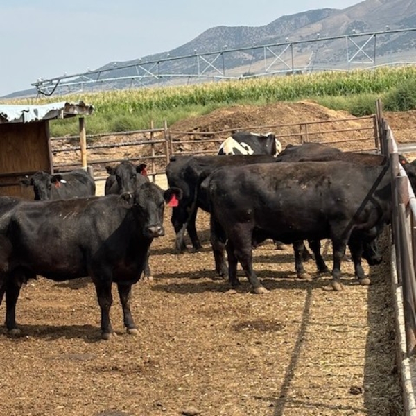 Idaho Dairies/Ranches - 26 Cows (Burley, ID)