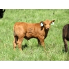Image 3 : Colter Malloy - 540# November Delivery Steer Calves - 80 Head (Pollockville, AB)
