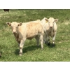 Image 2 : MacMillan Farming Co. - 545# July Delivery Steer Calves - 210 Head (Cayley, AB) VBP+