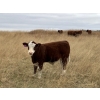 Image 2 : Langer Land & Cattle Inc. - 650# November Steer Calves - 240 Head (Riverhurst, SK) VBP+
