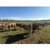 Image 5 : Avos Farms - 940# October Delivery Grass Heifers - 120 Head (MacKay, AB)