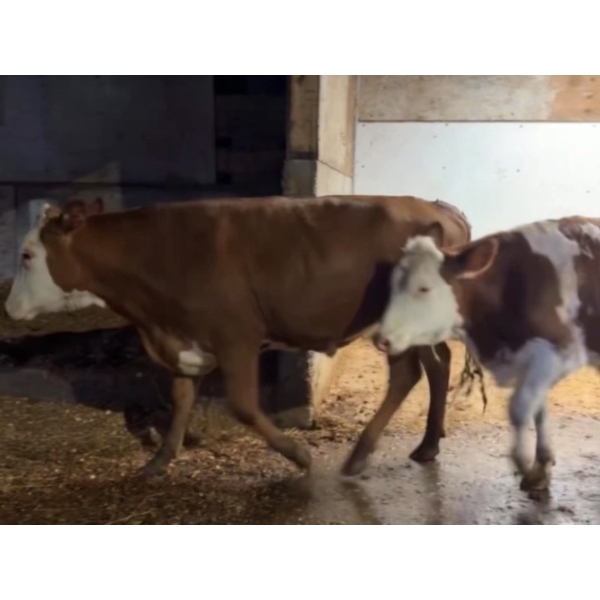 Ralph Anderlini - 900# Holstein/Ayrshire X Steers - 4 Head (Langley, BC)