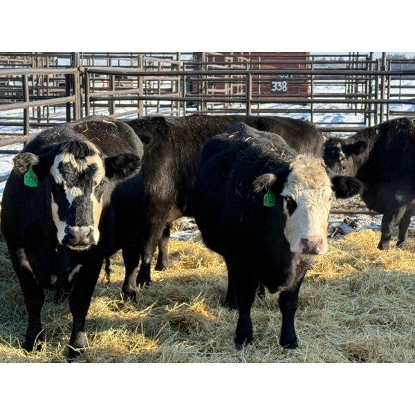 Lazy J Cattle Co. - 10 Third Calvers (Pen 439)