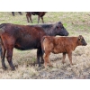 Image 3 : Wayhome Ranch - 625# November Delivery Steer Calves - 180 Head (Kamloops, BC)