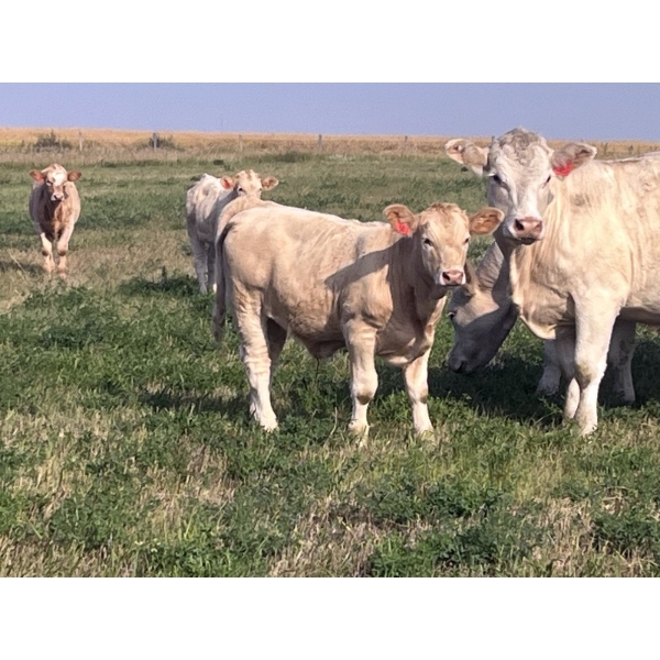 Rumohr Ranching Partnership/Cophill Cattle Ltd - 625# November Steer Calves - 95 Head (Sedalia, AB)