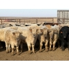 Image 2 : Copperfield Farming - 710# February Delivery Steers - 90 Head (Vauxhall, AB)