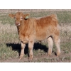 Image 8 : Beck Farms - 650# November Steer Calves - 45 Head (Lang, SK)