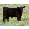 Image 4 : Darren & Tamara Schultz - 670# October Delivery Steer Calves - 90 Head (Bashaw, AB)