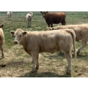 Image 5 : MacMillan Farming Co. - 500# July Delivery Heifer Calves - 180 Head (Cayley, AB) VBP+