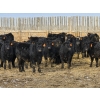 Image 1 : Bauer Ranching - 790# February Delivery Steers - 190 Head (Hilda, AB)