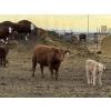Image 12 : South Ridge Simmentals - 20 Red/Red X 1st Calf Pairs (Picture Butte, AB)