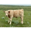 Image 6 : Border View Ranch - 620# October Delivery Steer Calves - 86 Head (Coronach, SK)