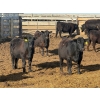 Image 2 : PSV Farms Ltd. - 875# May Delivery Heifers - 60 Head (Enchant, AB)