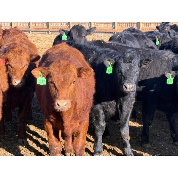 Justin Tateson - 800# March Delivery Steers - 78 Head (Scandia, AB)