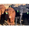 Image 1 : Justin Tateson - 800# March Delivery Steers - 78 Head (Scandia, AB)