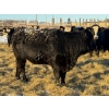 Image 10 : Salty Fox Farms - 50 Black Simm X Bred Heifers (Fork River, MB)