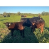 Image 4 : Stellar Farms - 670# October Delivery Steer Calves - 88 Head (Moosehorn, MB) VBP+