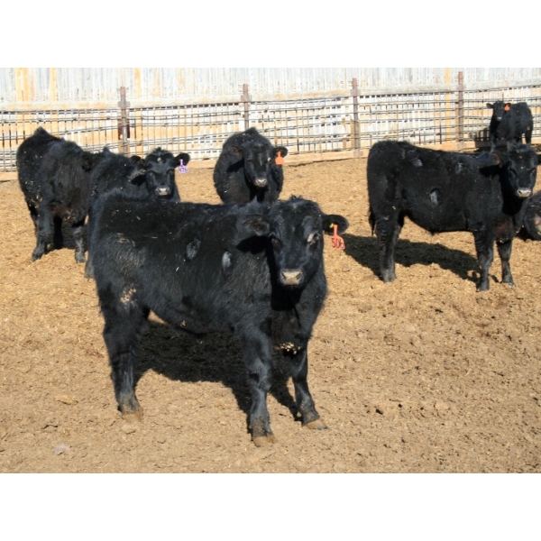 Circle Y Ranch - 600# February Delivery Steers - 48 Head (Raymond, AB)