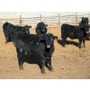 Image 1 : Circle Y Ranch - 600# February Delivery Steers - 48 Head (Raymond, AB)