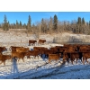 Image 7 : CL Ranches Ltd. - 500# December Weaned Heifers - 110 Head (Cochrane, AB) VBP+