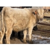 Image 6 : Copperfield Farming - 710# February Delivery Steers - 90 Head (Vauxhall, AB)