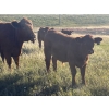 Image 3 : Generation Gap - 610# Steer Calves - 70 Head (Veteran, AB)