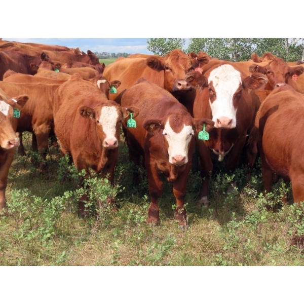 Mebs Ranch - 725# October Delivery Steer Calves - 120 Head (Broadview, SK) VBP+