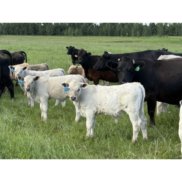 Jason & Emil Kure - 670# October Delivery Steer Calves - 90 Head (Bowden, AB)