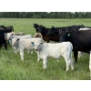 Image 1 : Jason & Emil Kure - 670# October Delivery Steer Calves - 90 Head (Bowden, AB)