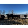 Image 4 : Chris Bartel - 1025# March Delivery Steers - 60 Head (Fort Vermilion, AB)