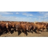 Image 6 : Cattlewood Farms Ltd. - 740# June Delivery Heifers - 200 Head (Fincastle, AB)