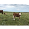 Image 10 : Ed & Connie Gammie - 495# December Delivery Steer Calves - 120 Head (Handhills, AB)