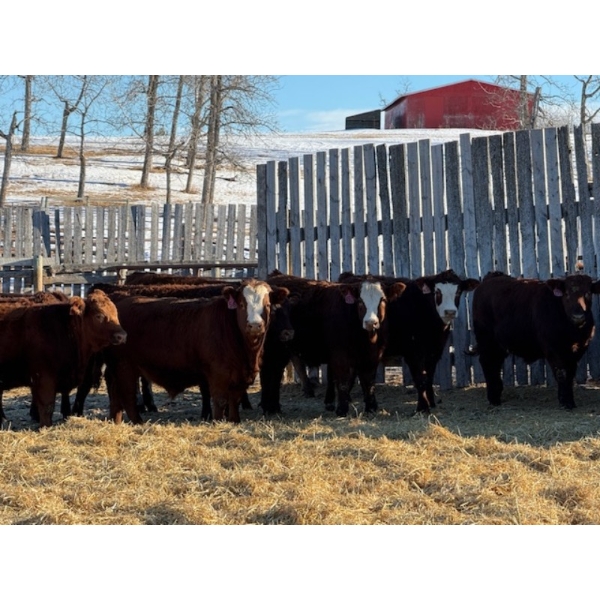 Four Forty Farms - 930# January Delivery Steers - 67 Head (Eckville, AB)
