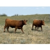 Image 4 : Rick Murphy - 980# October Delivery Grass Steers - 130 Head (Lloydminster, AB)