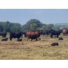 Image 3 : Black Powder Cattle Company - 33 Angus X Simm October Delivery Pairs (Oxbow, SK)