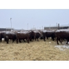 Image 6 : Mahlon Bear - 11 Red Heifers (Pen 510 - 512)