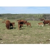 Image 10 : Hines Ranching Co. Ltd. - 525# November Delivery Steer Calves - 210 Head (Marwayne, AB)