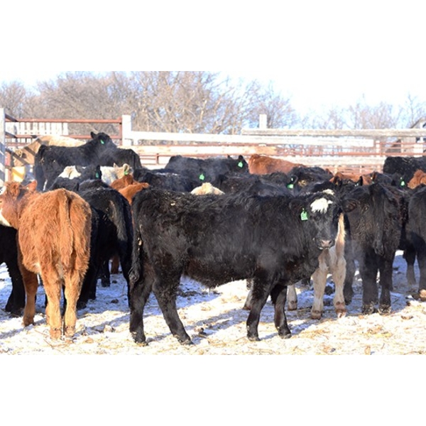 Box Ranch - 600# February Delivered Steers - 75 Head (Corning, SK) 