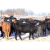 Image 1 : Box Ranch - 600# February Delivered Steers - 75 Head (Corning, SK) 