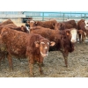 Image 7 : Doerksen Farms - 840# February Delivery Steers - 150 Head (Gem, AB)