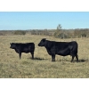 Image 2 : Twin Arrows Ranch -  580# October Delivery Heifer Calves - 105 Head (Erskine, AB)