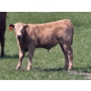 Image 2 : Dick Lawrence  - 680# October Delivery Steer Calves - 90 Head (Pine Lake, AB)