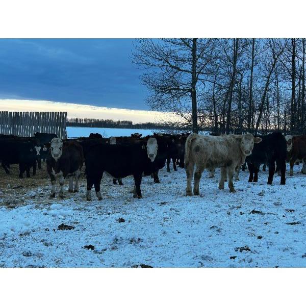 Chris Bartel - 940# February Weaned Steers - 65 Head (Fort Vermilion, AB)