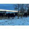 Image 1 : Chris Bartel - 940# February Weaned Steers - 65 Head (Fort Vermilion, AB)