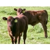 Image 6 : Black Diamond Land & Cattle (Rocky Mountain Ranch) 580# November Delivery Steer Calves - 105 Head 