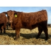Image 9 : Van Hall Cattle Co. - 930# April/May Delivery Steers - 120 Head (Scandia, AB)