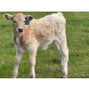 Image 6 : Oxbow Farms - 560# November Delivery Steer Calves - 190 Head (Melita, MB)