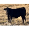 Image 6 : Jordan & Kelli Hoopfer - 660# November Delivery Steer Calves - 90 Head (Gadsby, AB)