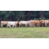 Image 2 : Ootsa Lake Cattle Co. - 820# September Delivery Grass Heifers - 77 Head (Ootsa Lake, BC)