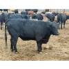 Image 9 : Church Hill Land & Cattle - 1550# June Delivery Fed Cows - 38 Head (Coderre, SK)